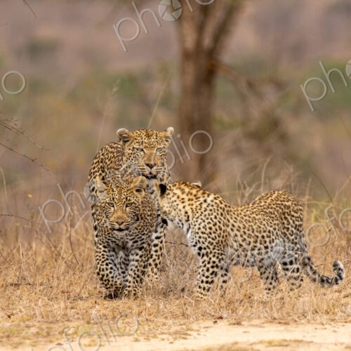 A leopard, Panthera pardus, walking with her two cubs.