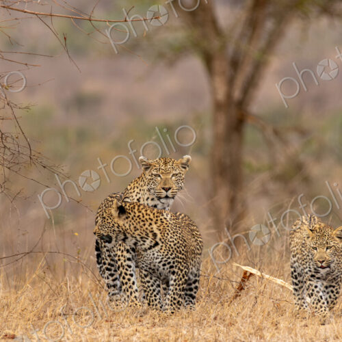 A leopard, Panthera pardus, walking with her two cubs.