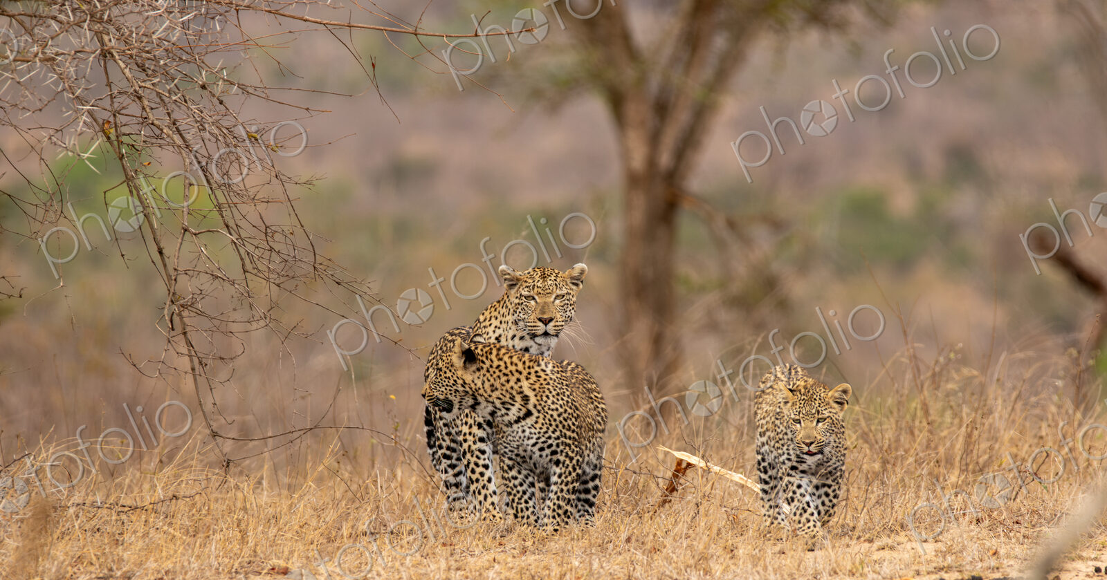 A leopard, Panthera pardus, walking with her two cubs.