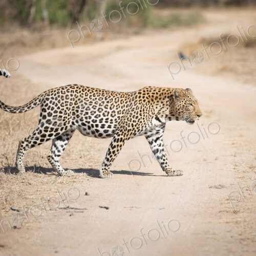 A leopard, Panthera pardus, walks across a dirt road, looking away, tail curled up A leopard, Panthera pardus, walks across a dirt road, looking away, tail curled up
