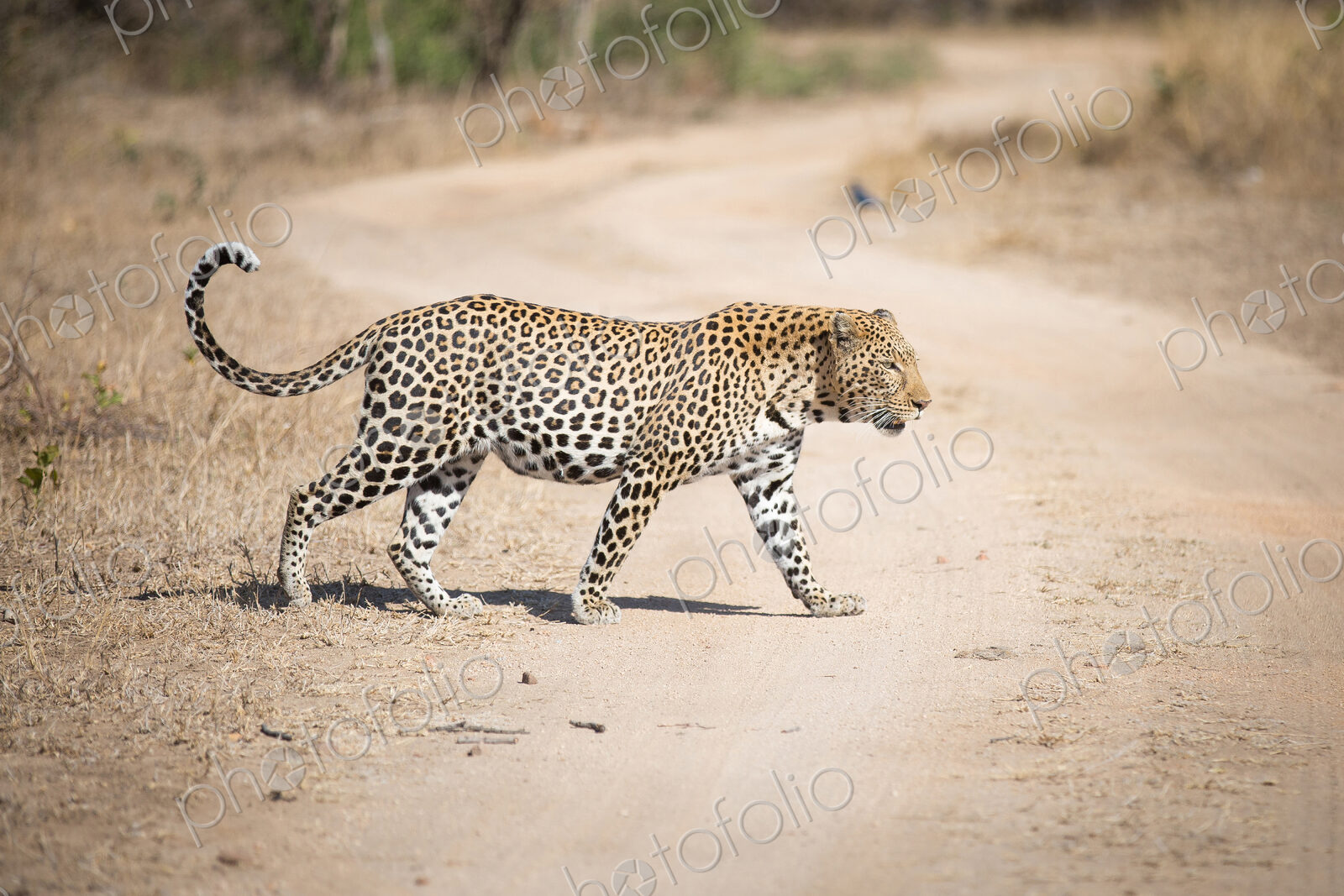 A leopard, Panthera pardus, walks across a dirt road, looking away, tail curled up