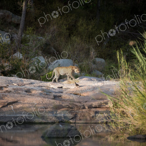 A leopard, Panthera pardus, walks across boulders against a river, curled tail,… A leopard, Panthera pardus, walks across boulders against a river, curled tail,…