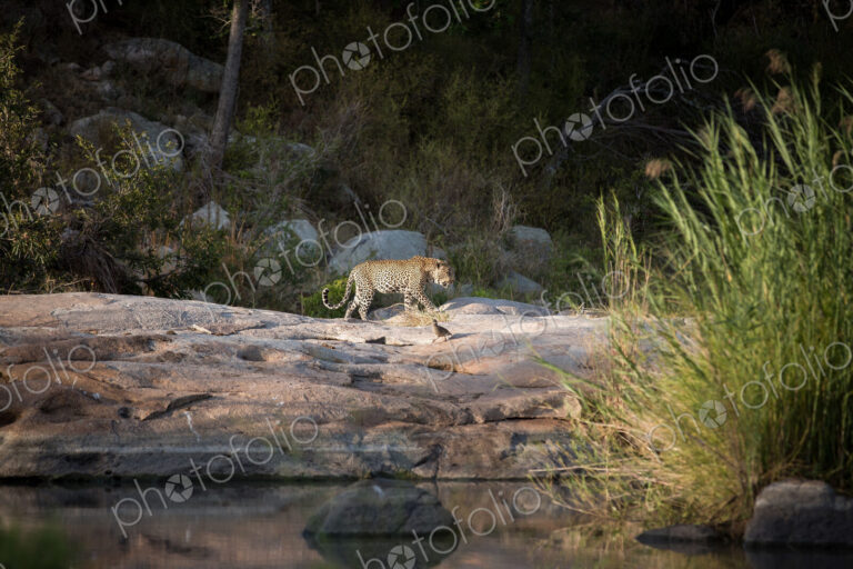 A leopard, Panthera pardus, walks across boulders against a river, curled tail,…