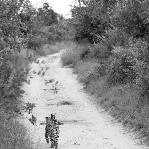 A leopard, Panthera pardus, walks away on a track A leopard, Panthera pardus, walks away on a track