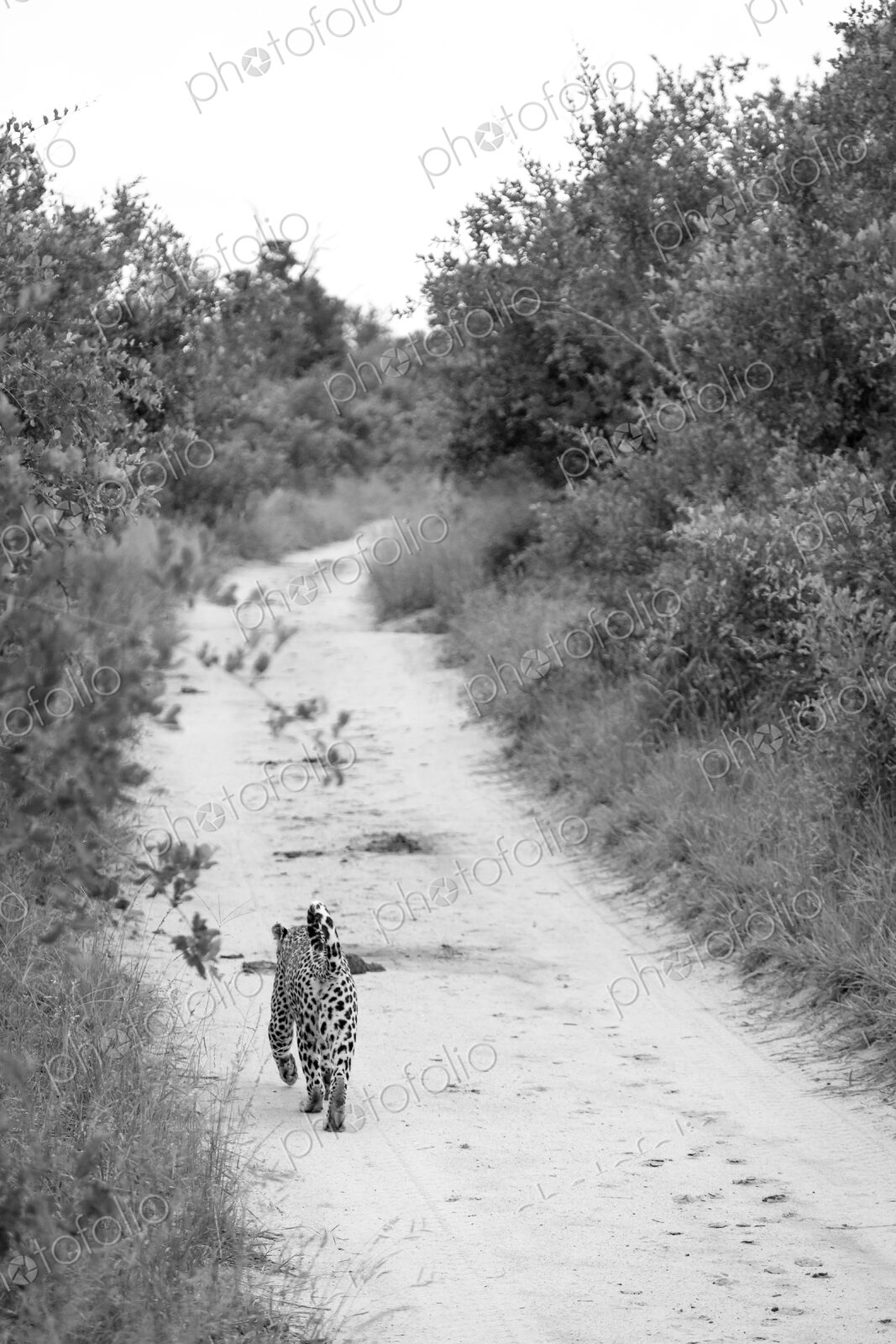 A leopard, Panthera pardus, walks away on a track