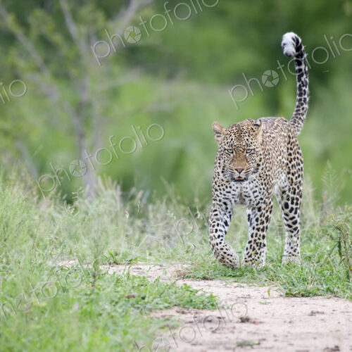 A leopard, Panthera pardus, walks in short green grass with its tail in the air,…