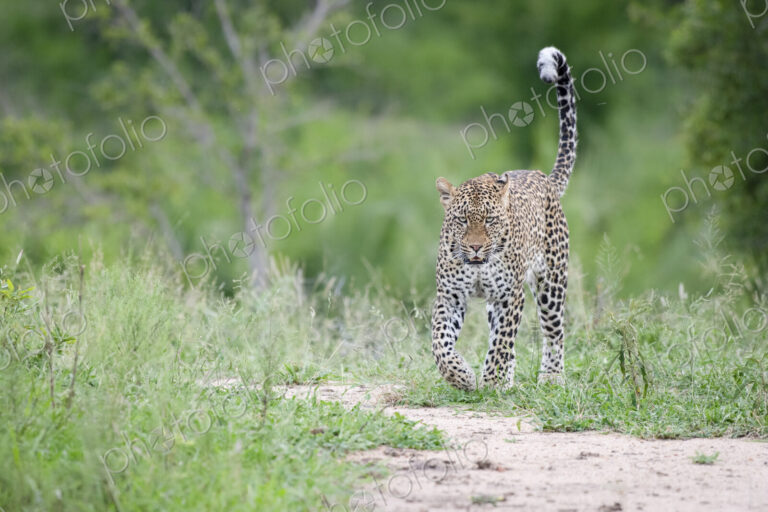 A leopard, Panthera pardus, walks in short green grass with its tail in the air,…