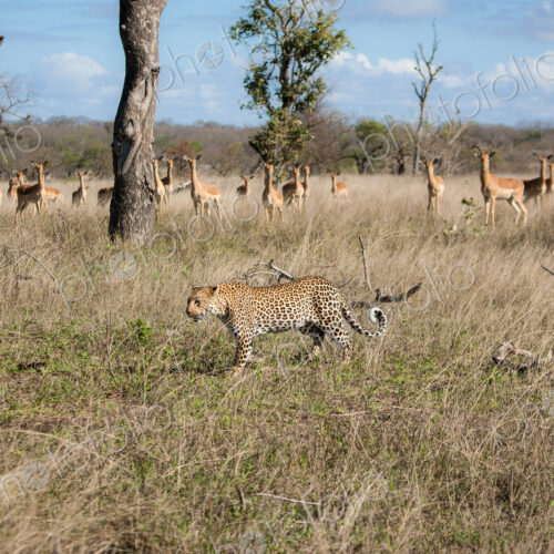 A leopard, Panthera pardus, walks through grass, an impala herd, Aepyceros melampus,… A leopard, Panthera pardus, walks through grass, an impala herd, Aepyceros melampus,…