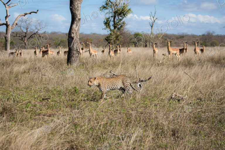A leopard, Panthera pardus, walks through grass, an impala herd, Aepyceros melampus,…