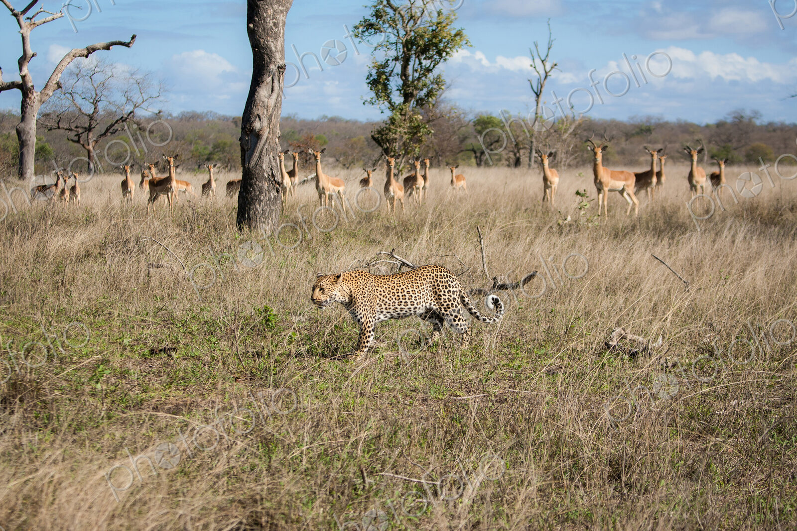 A leopard, Panthera pardus, walks through grass, an impala herd, Aepyceros melampus,…