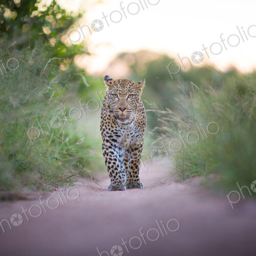 A leopard, Panthera pardus, walks towards the camera on sand road, durect gaze, ears… A leopard, Panthera pardus, walks towards the camera on sand road, durect gaze, ears…