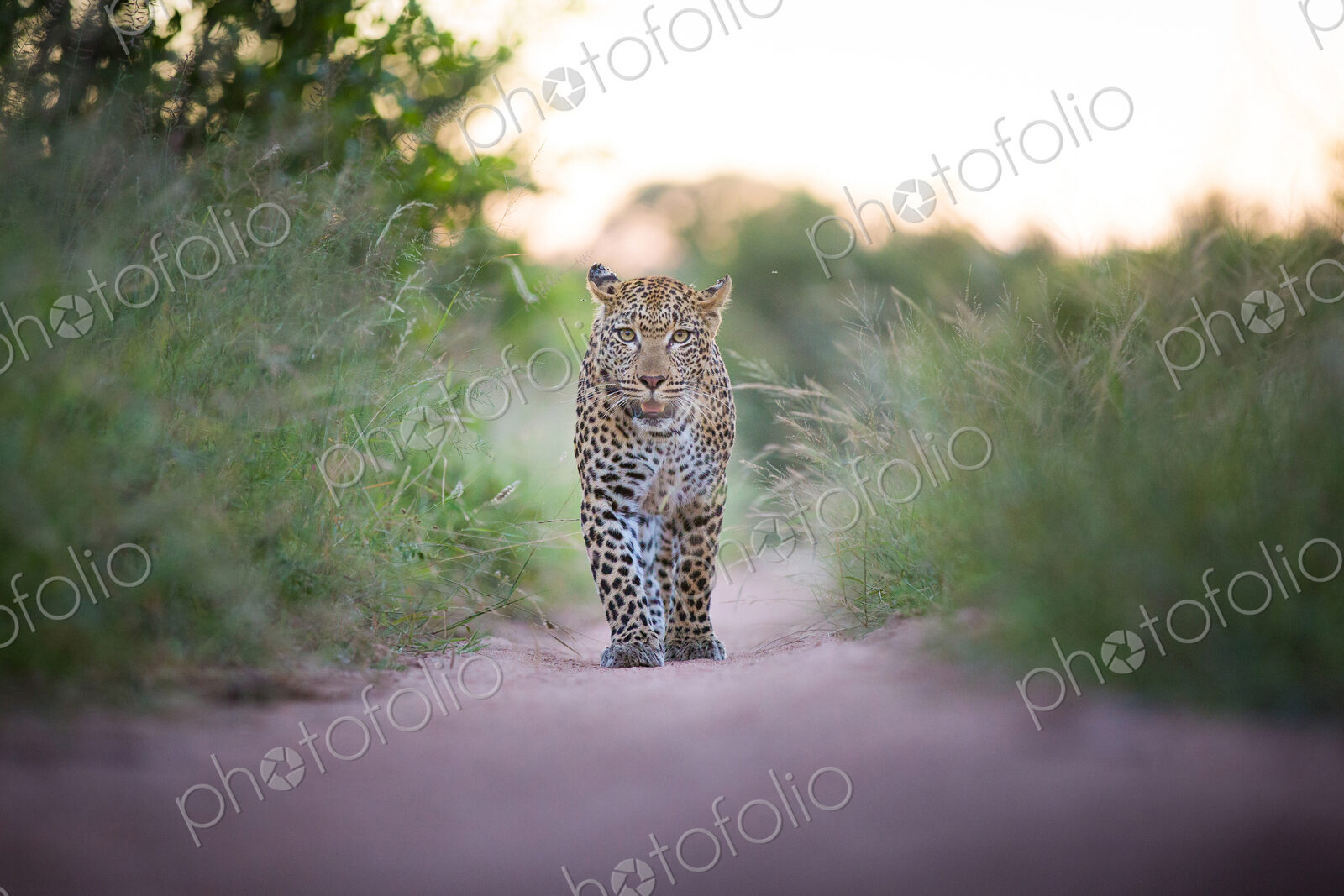 A leopard, Panthera pardus, walks towards the camera on sand road, durect gaze, ears…