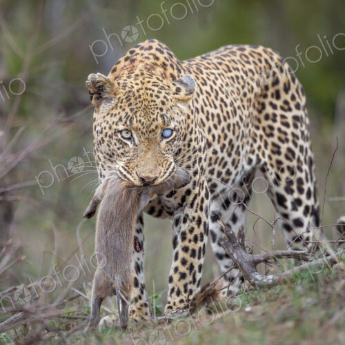 A leopard, Panthera pardus, with one blue-clouded eye, looking away, stands with a…