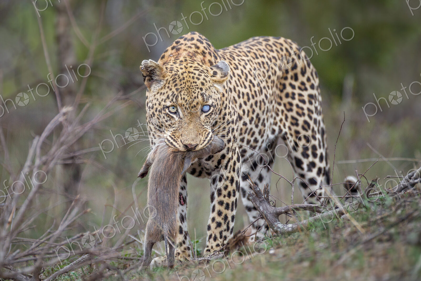 A leopard, Panthera pardus, with one blue-clouded eye, looking away, stands with a…