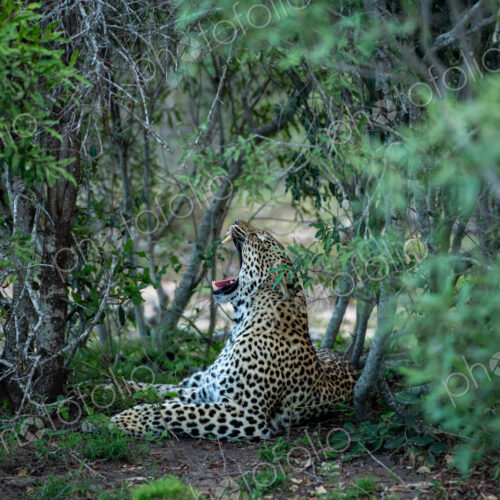 A leopard, Panthera pardus, yawning.