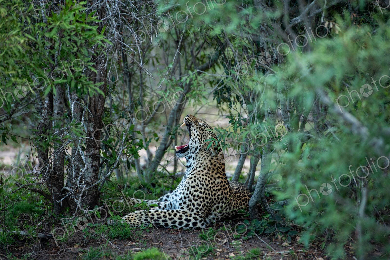 A leopard, Panthera pardus, yawning.