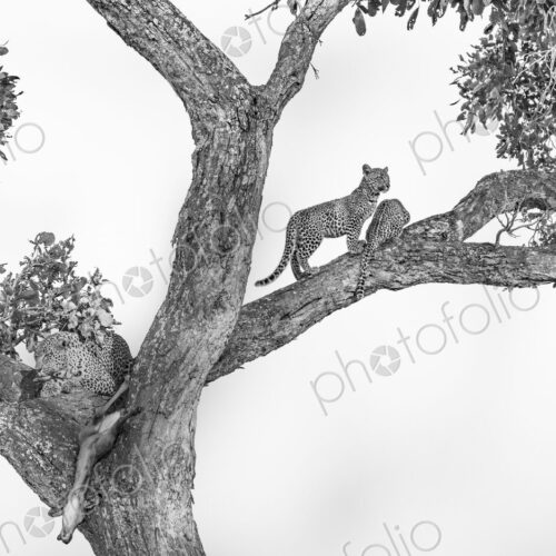 A leopard, Panthera pardus,and her cubs feeding in a tree, in black and white. A leopard, Panthera pardus,and her cubs feeding in a tree, in black and white.