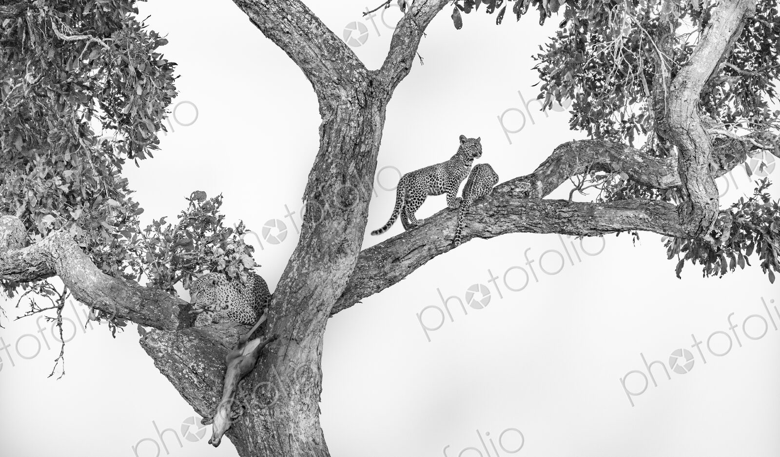 A leopard, Panthera pardus,and her cubs feeding in a tree, in black and white.