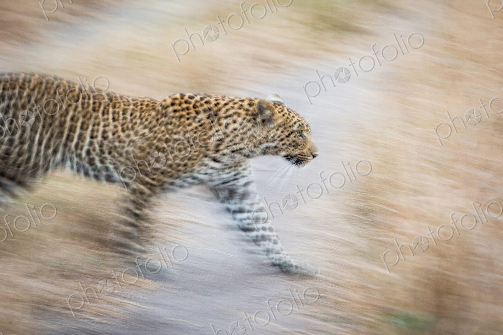 A leopard, Panthera pardus,walks, looking away, ears back, motion blur