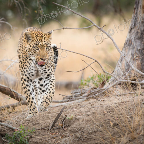 A leopard, Panthera pardus,walks towards the camera, from raised leg, looking away,… A leopard, Panthera pardus,walks towards the camera, from raised leg, looking away,…