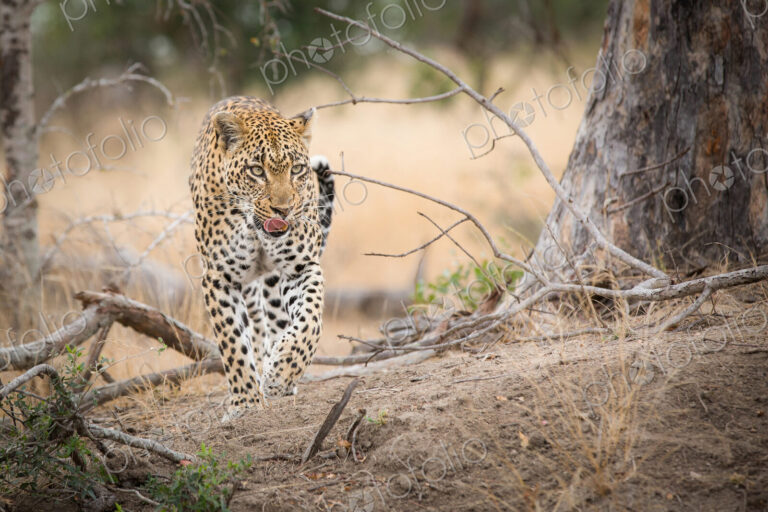 A leopard, Panthera pardus,walks towards the camera, from raised leg, looking away,…