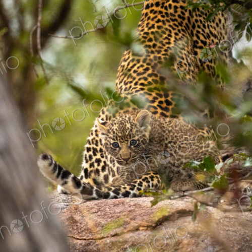 A leopard cub, Panthera pardu, next to its mother, direct gaze. A leopard cub, Panthera pardu, next to its mother, direct gaze.