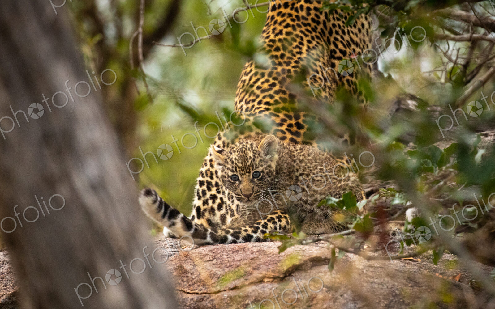 A leopard cub, Panthera pardu, next to its mother, direct gaze.