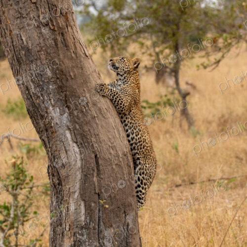 A leopard cub, Panthera pardus, climbing a tree.
