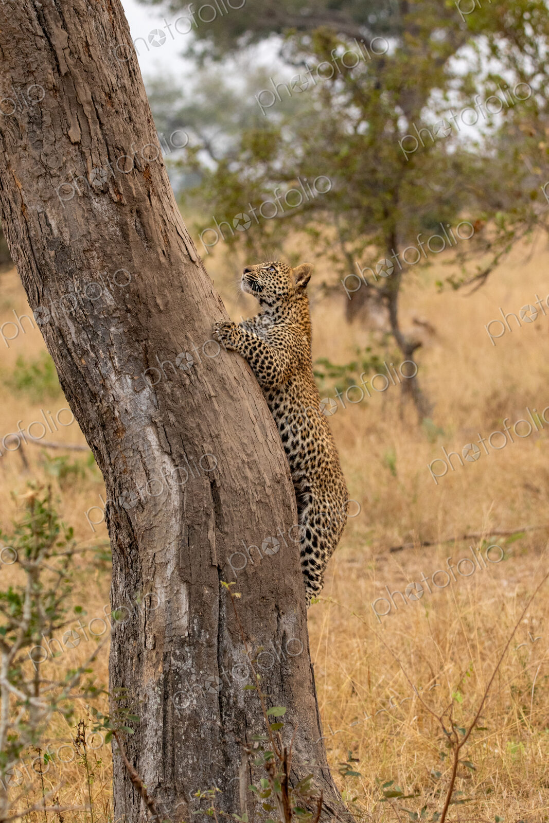 A leopard cub, Panthera pardus, climbing a tree.