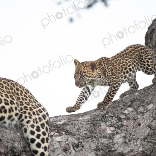 A leopard cub, Panthera pardus, climbing a tree with its mum. A leopard cub, Panthera pardus, climbing a tree with its mum.