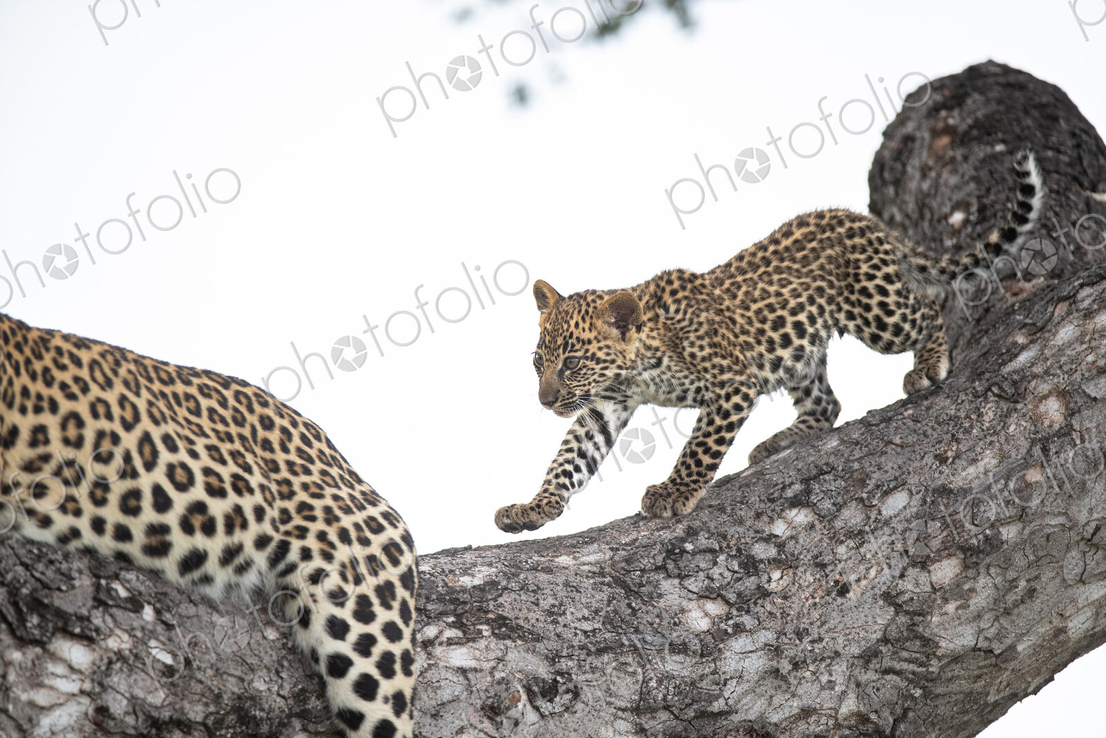 A leopard cub, Panthera pardus, climbing a tree with its mum.