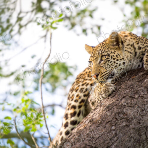 A leopard cub, Panthera pardus, clings onto a vertical marula tree trunk, Sclerocarya… A leopard cub, Panthera pardus, clings onto a vertical marula tree trunk, Sclerocarya…