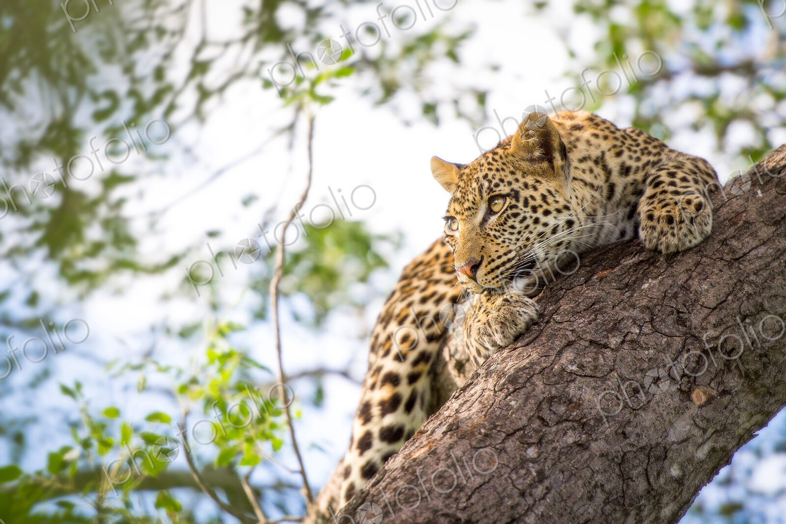 A leopard cub, Panthera pardus, clings onto a vertical marula tree trunk, Sclerocarya…