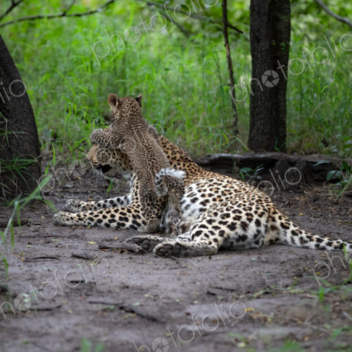 A leopard cub, Panthera pardus, jumping on its mother. A leopard cub, Panthera pardus, jumping on its mother.