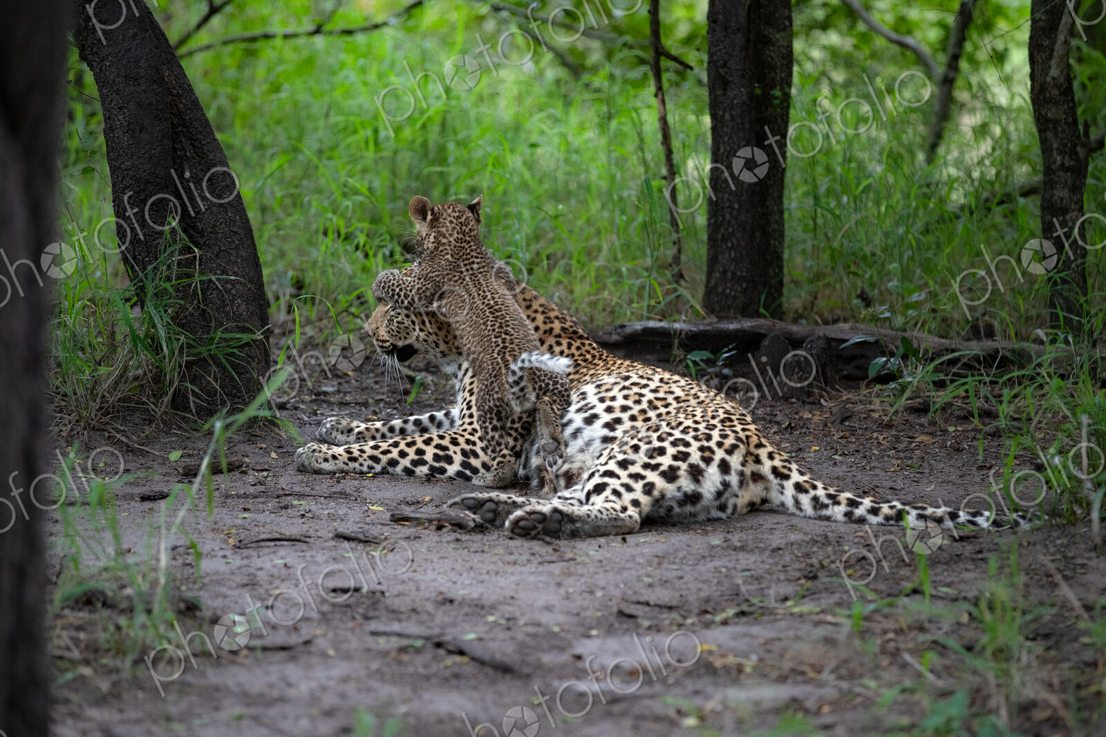A leopard cub, Panthera pardus, jumping on its mother.