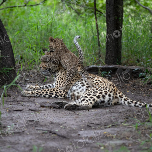 A leopard cub, Panthera pardus, jumping on its mother. A leopard cub, Panthera pardus, jumping on its mother.