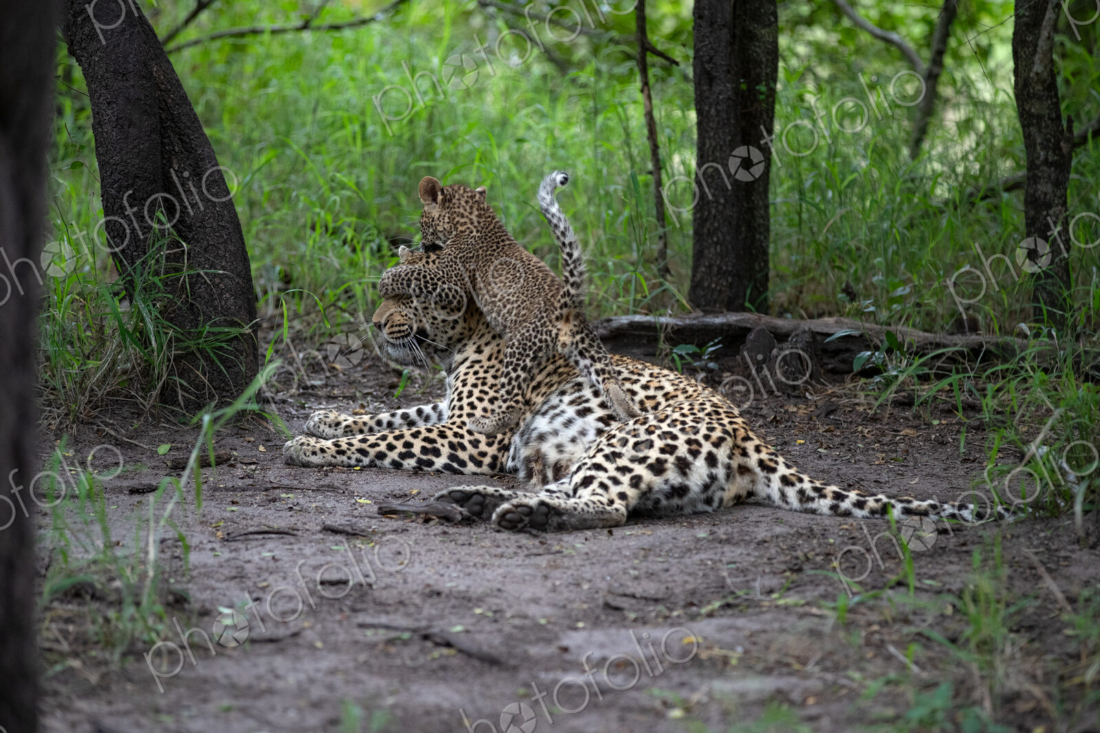 A leopard cub, Panthera pardus, jumping on its mother.