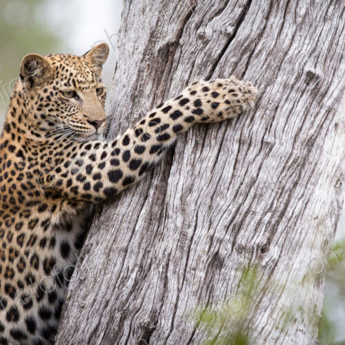 A leopard cub, Panthera pardus, looks away, clings to a tree trunk with its claws A leopard cub, Panthera pardus, looks away, clings to a tree trunk with its claws