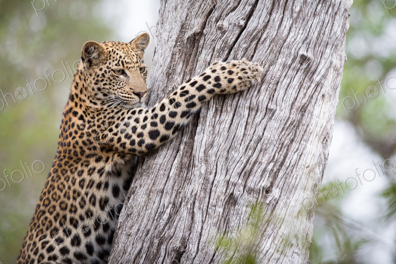 A leopard cub, Panthera pardus, looks away, clings to a tree trunk with its claws