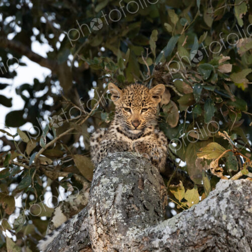 A leopard cub, Panthera pardus, lying in a Marula tree. A leopard cub, Panthera pardus, lying in a Marula tree.