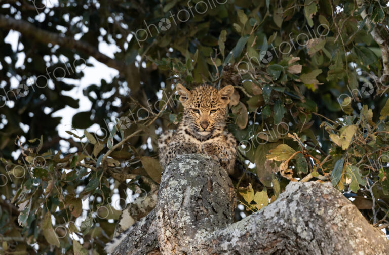 A leopard cub, Panthera pardus, lying in a Marula tree.