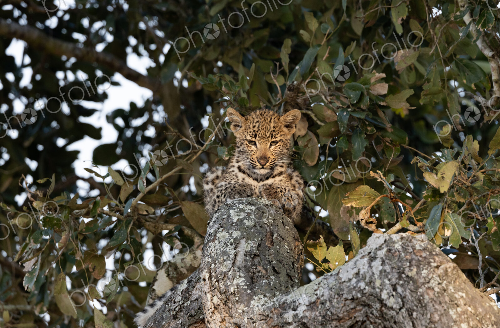 A leopard cub, Panthera pardus, lying in a Marula tree.