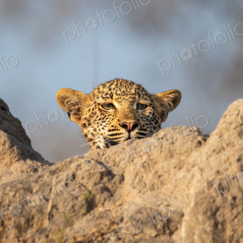 A leopard cub, Panthera pardus, peeking from behind a mound.