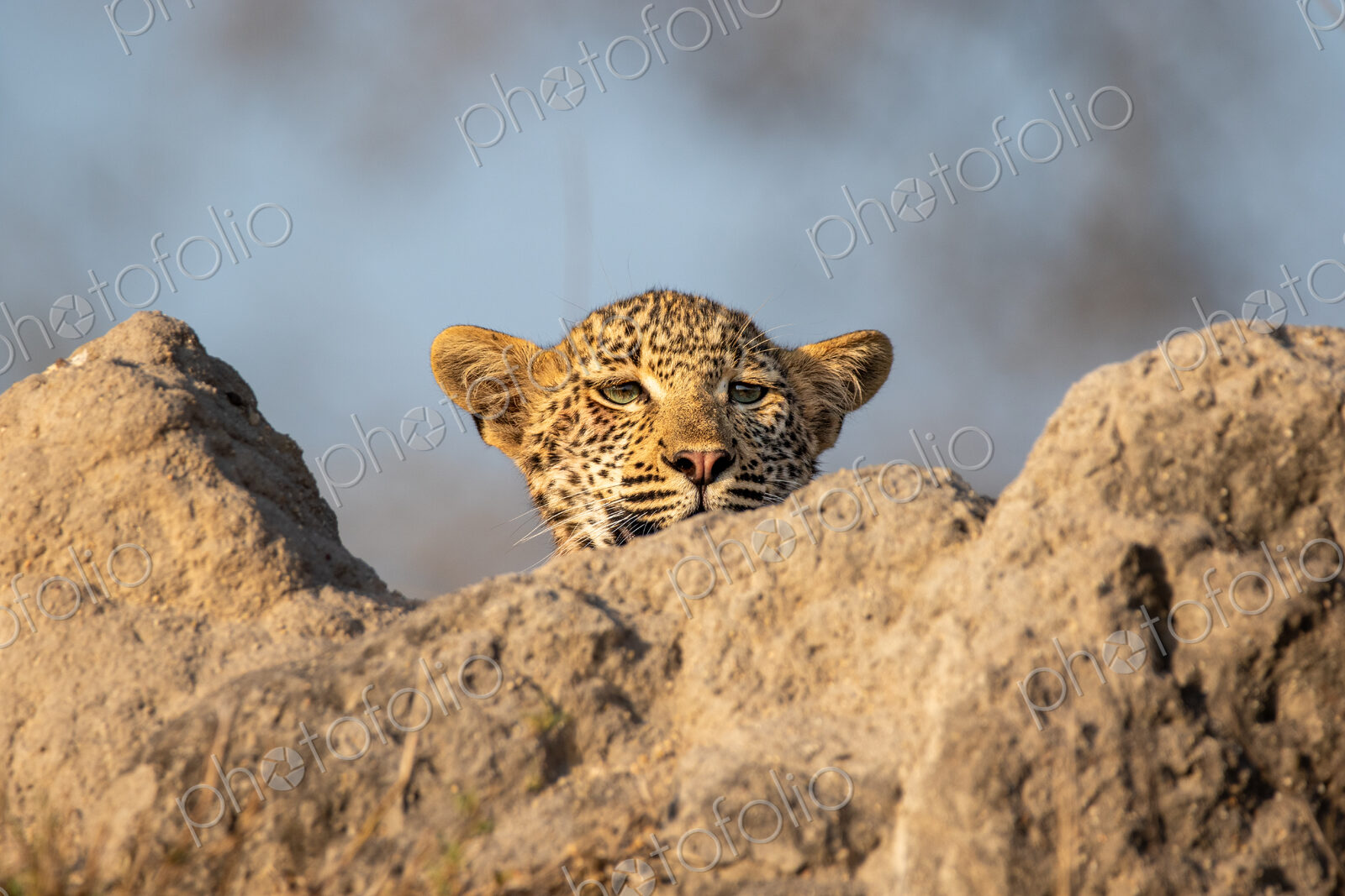 A leopard cub, Panthera pardus, peeking from behind a mound.