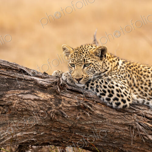 A leopard cub, Panthera pardus, resting on a mound.