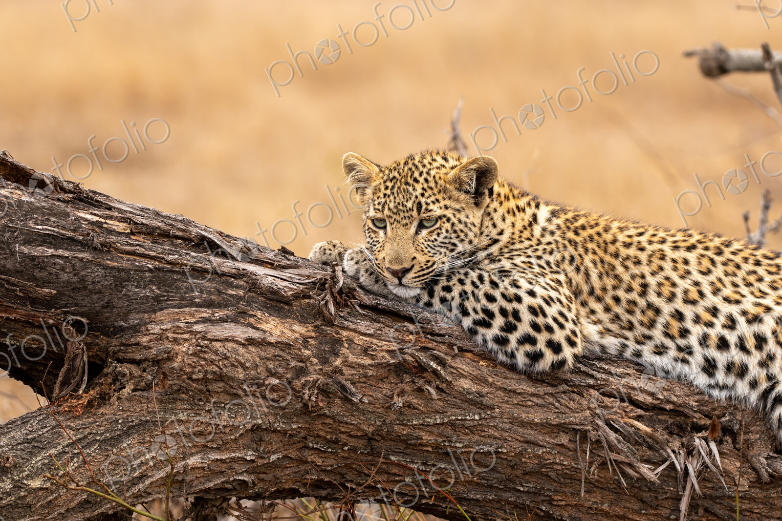 A leopard cub, Panthera pardus, resting on a mound.