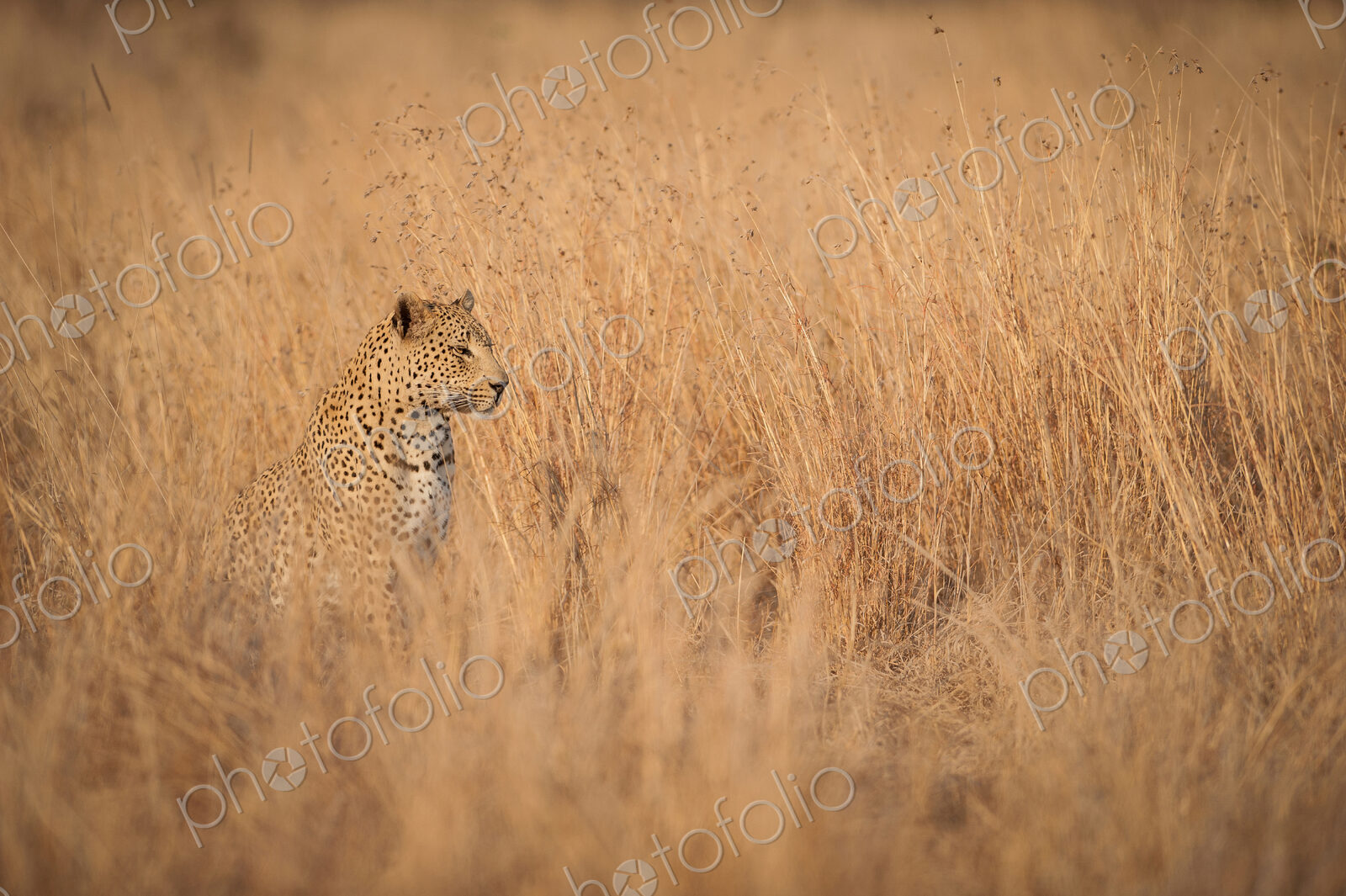 A leopard cub, Panthera pardus, sits and looks away, sitting in long dry yellow-brown…
