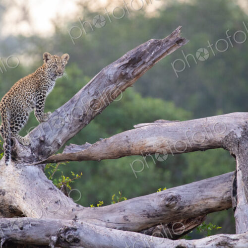 A leopard cub, Panthera pardus, stands on a dead tree. A leopard cub, Panthera pardus, stands on a dead tree.