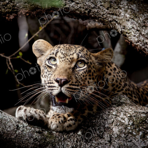A leopard cub's head, Panthera pardus, between two branches, looking up out of frame,…
