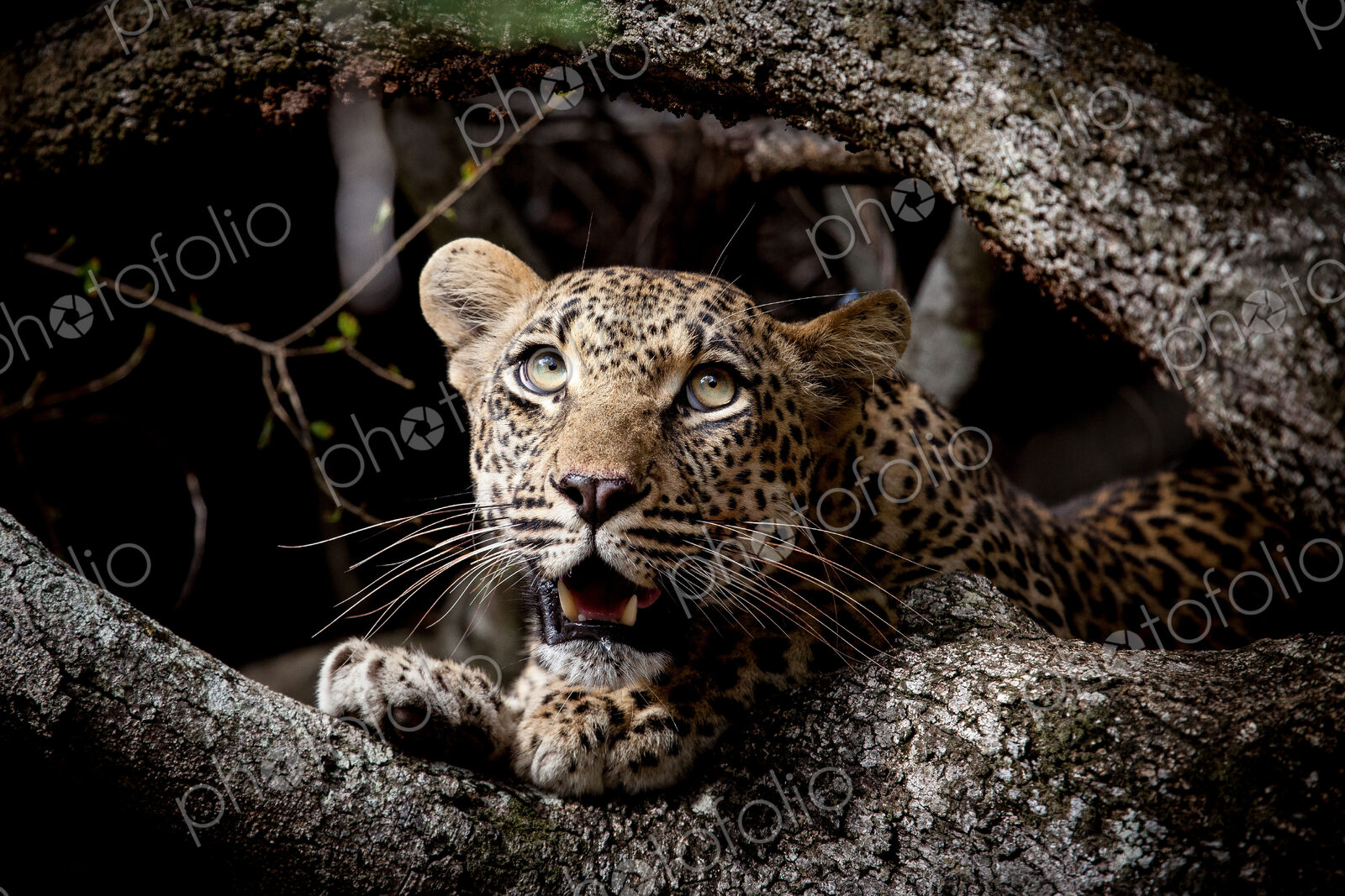 A leopard cub’s head, Panthera pardus, between two branches, looking up out of frame,…